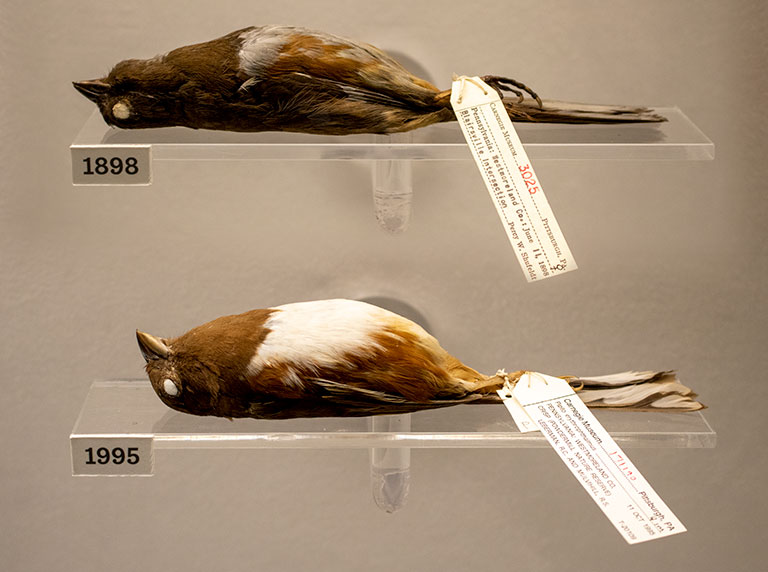 @ specimen of the same bird collected 98 years apart