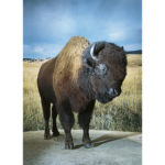 A taxidermy american bison