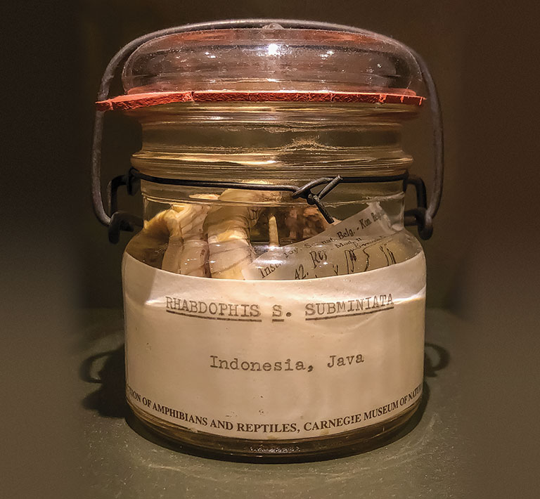 A collection jar containing a snake
