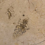 Fossils found in the marble of Carnegie Museum's halls and floors
