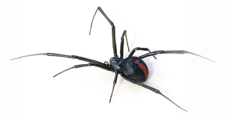 A large black and red spider