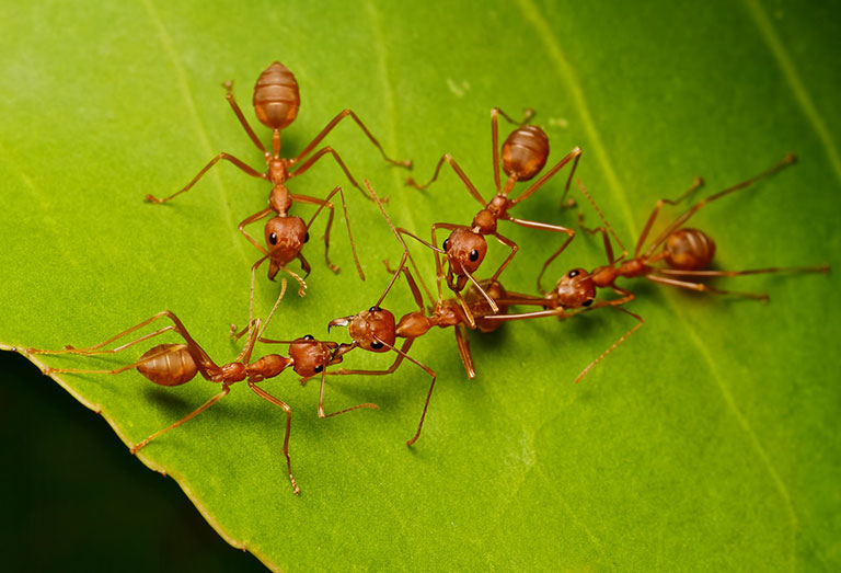 A group of ants working together