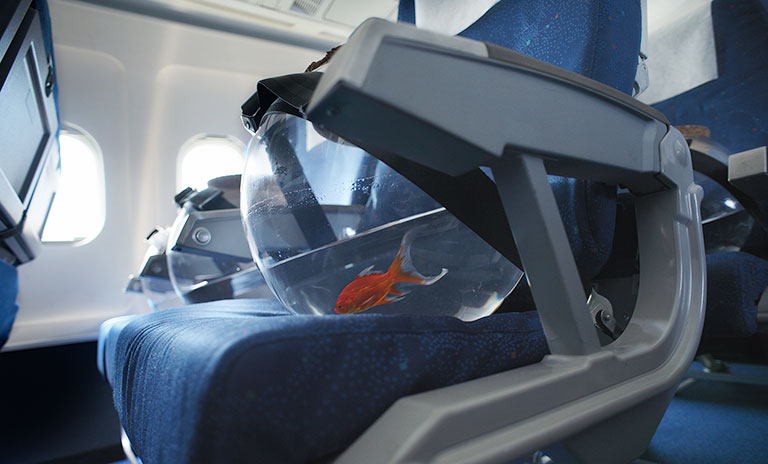 a fishbowl strapped into an airplane seat