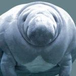 a closeup of a manatee