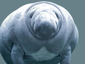 a closeup of a manatee