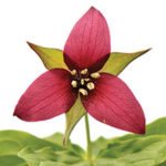 A single dark pink flower