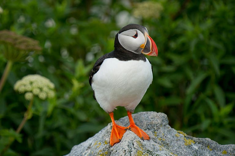 A puffin with bright orange feet and a colorful beak stands on a rock against a lush green background, conveying a sense of alertness and curiosity.