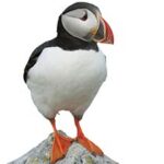 Atlantic puffin standing on a rock against a white background. The bird has a colorful orange beak, black and white feathers, and vibrant orange feet.