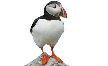 Atlantic puffin standing on a rock against a white background. The bird has a colorful orange beak, black and white feathers, and vibrant orange feet.