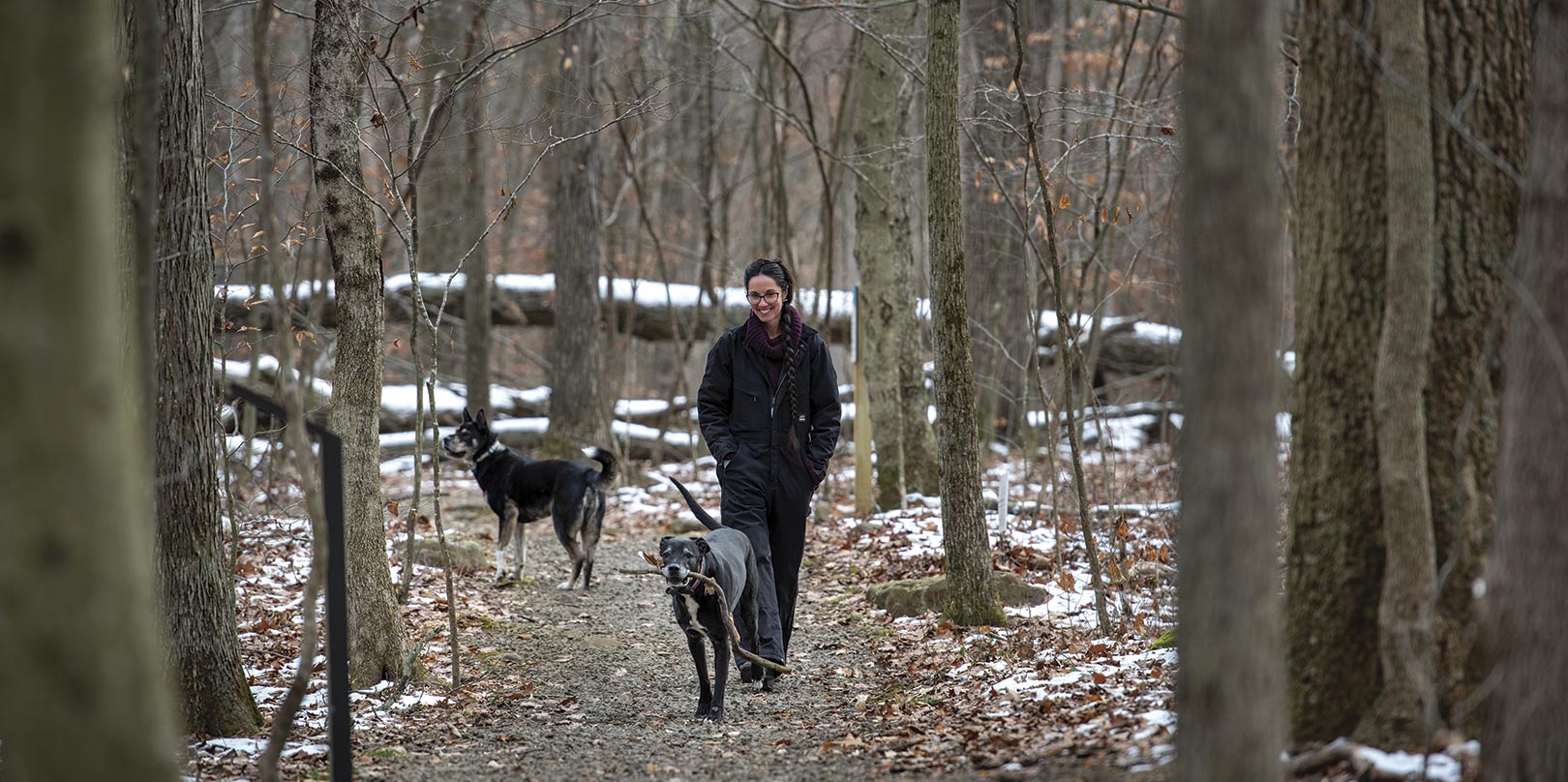 A person in winter clothing walks two dogs on a snowy forest trail, surrounded by bare trees. The scene is calm and serene, evoking a sense of peaceful solitude.