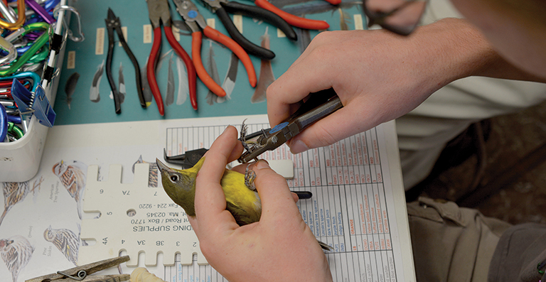 A yellow bird being banded