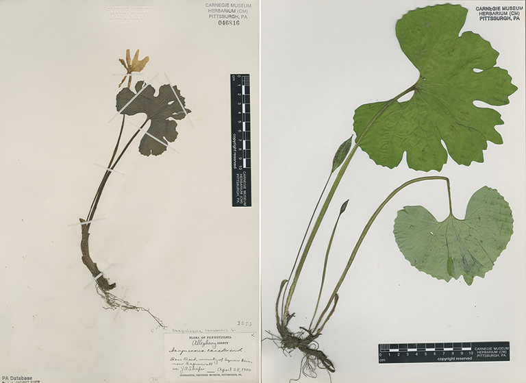 side by side images of a bloodroot plant collected in different time periods