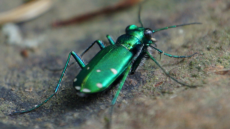 a green beetle with white spots