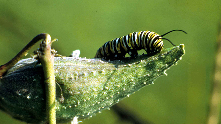 a monarch caterpillar crawling on a milkweed plant