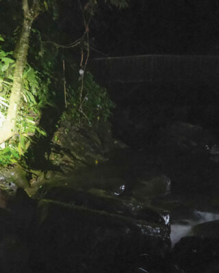A person stands near a riverbank at night, illuminating lush greenery with a flashlight, surrounded by rocks and flowing water.
