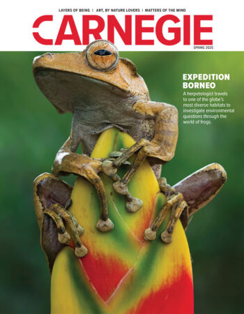 A close-up of a frog perched on a vibrant banana leaf, showcasing its unique texture and colors. The cover reads "Expedition Borneo."