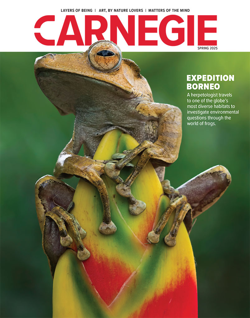 A close-up of a frog perched on a vibrant banana leaf, showcasing its unique texture and colors. The cover reads "Expedition Borneo."