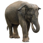 A solitary elephant stands majestically, showcasing its large ears, textured skin, and curly trunk against a white background.