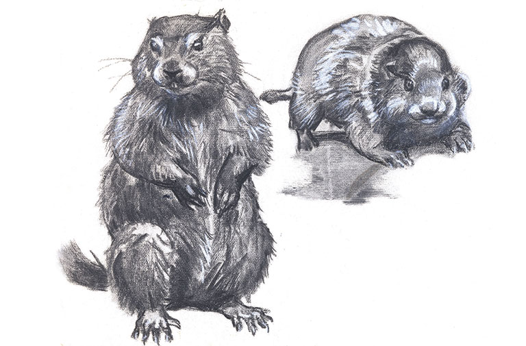 Two detailed sketches of a groundhog: one standing upright and the other in a dynamic running pose, showcasing its distinctive features.