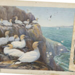 Three vintage bird illustrations: glossy ibises, gannets on cliffs, and orioles in a tree, showcasing diverse birdlife artistry.