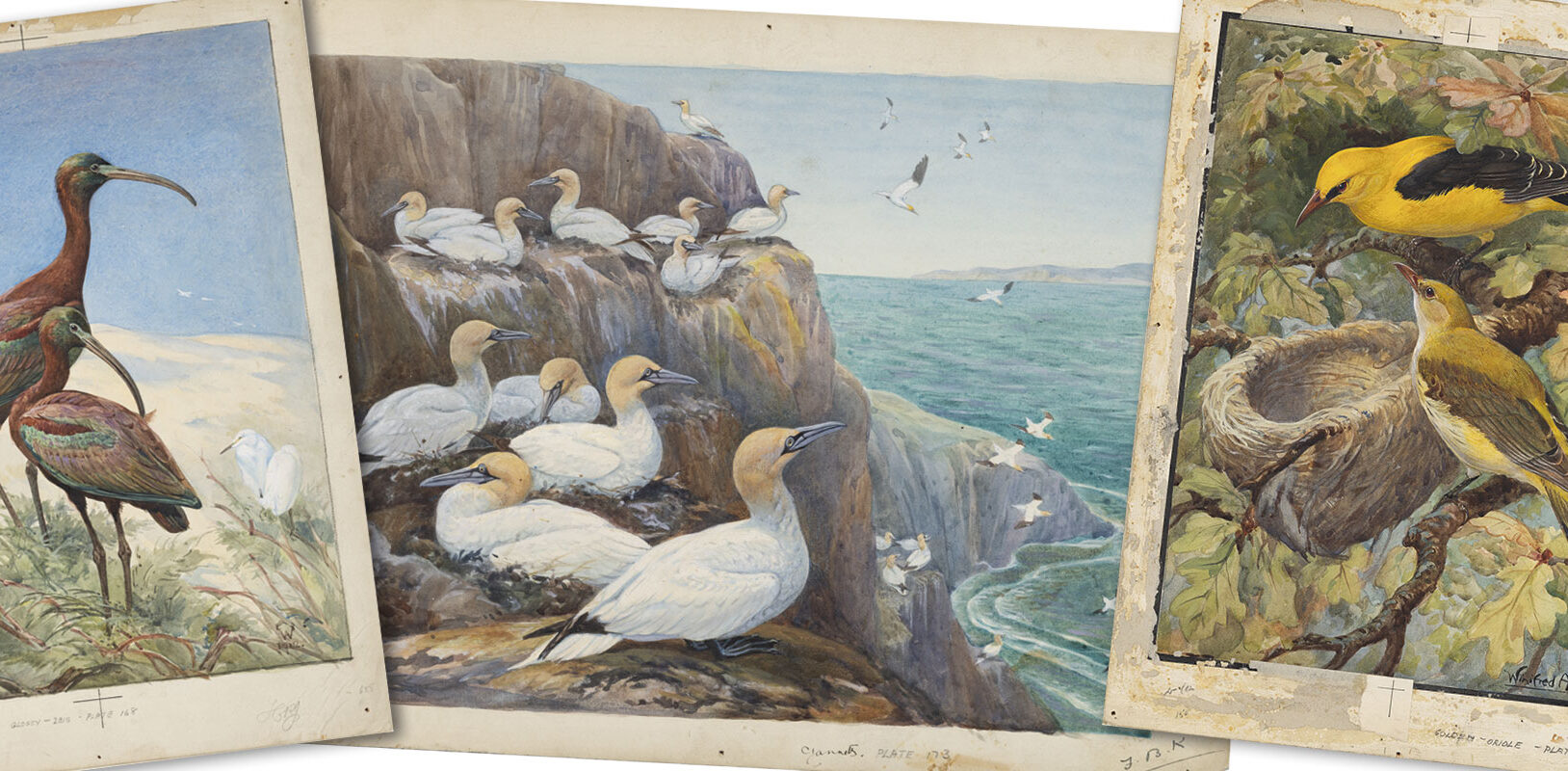 Three vintage bird illustrations: glossy ibises, gannets on cliffs, and orioles in a tree, showcasing diverse birdlife artistry.
