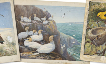 Three vintage bird illustrations: glossy ibises, gannets on cliffs, and orioles in a tree, showcasing diverse birdlife artistry.