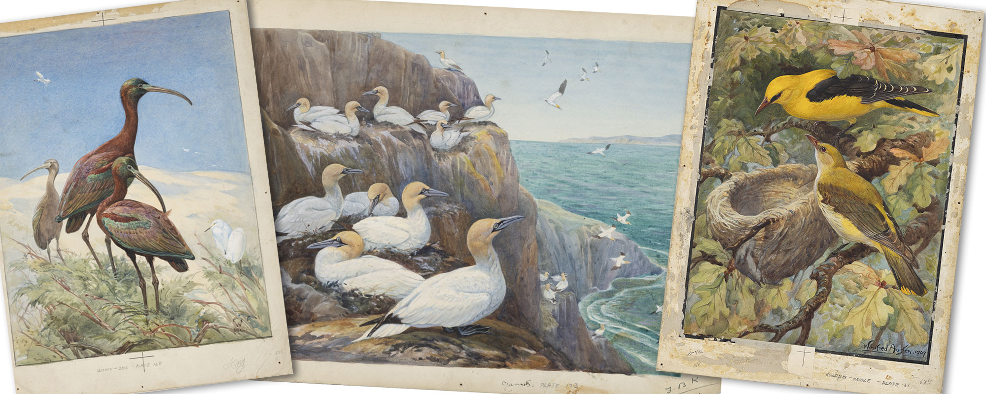 Three vintage bird illustrations: glossy ibises, gannets on cliffs, and orioles in a tree, showcasing diverse birdlife artistry.