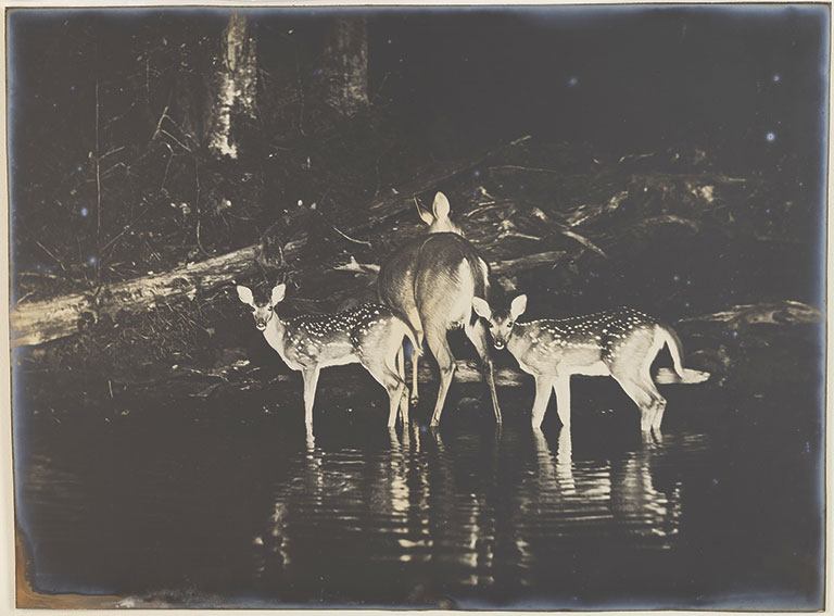 A doe and two spotted fawns stand in reflective water, silhouetted against a dark forest background at night.