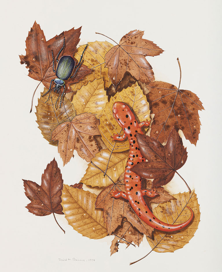 A vibrant red salamander and a black beetle amidst autumn leaves, showcasing nature's colors and textures.