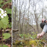 A close-up of white flowers with green leaves in a forest, alongside a person examining plants on the ground, surrounded by trees.