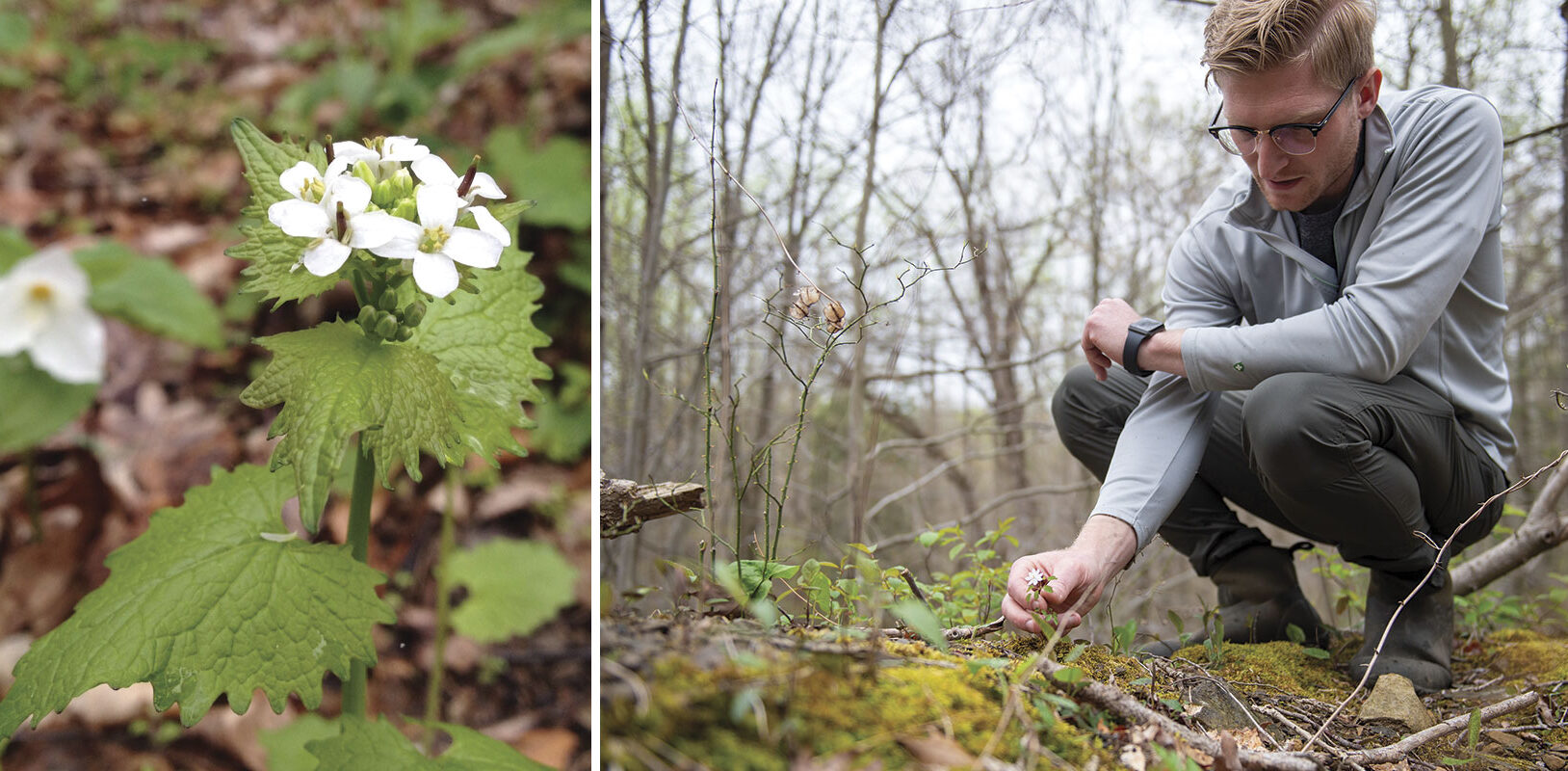 A close-up of white flowers with green leaves in a forest, alongside a person examining plants on the ground, surrounded by trees.