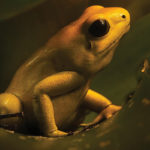 A poison dart frog