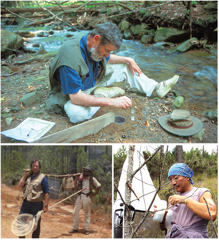 photos of scientists collecting bugs in the field.