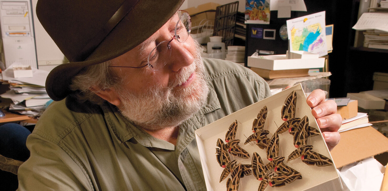 scientist working on and surrounded by bug specimens