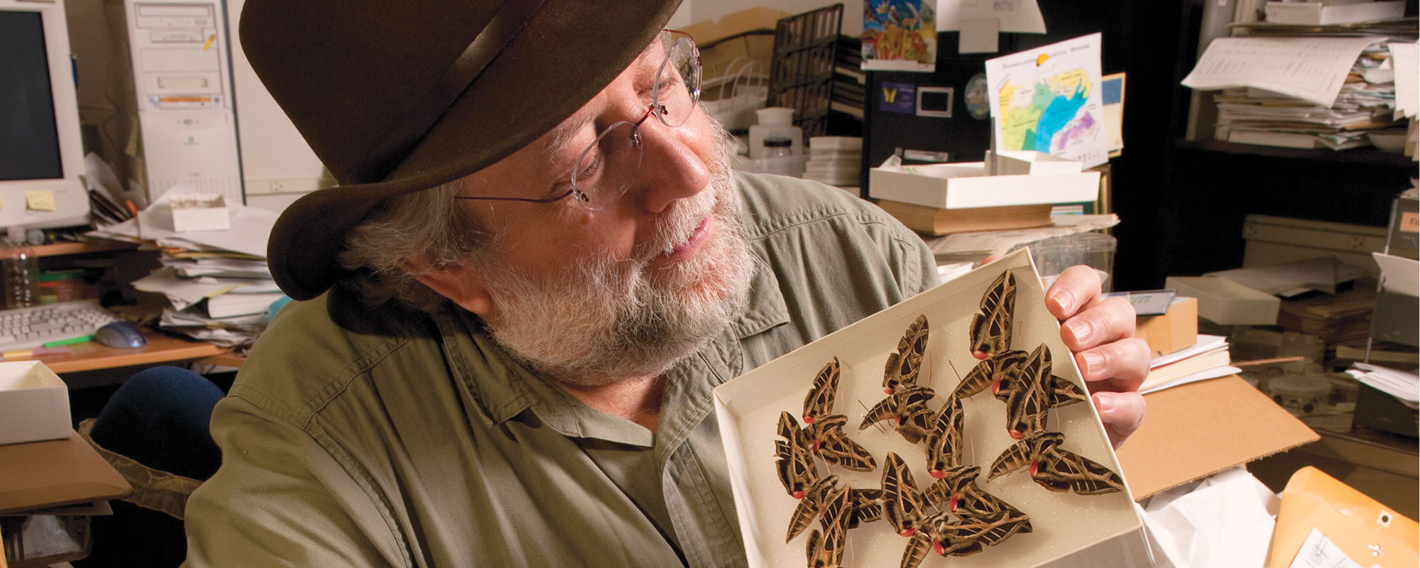 scientist working on and surrounded by bug specimens