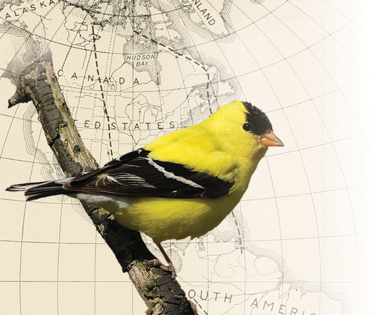 An american Goldfinsh sitting on a bracnh superimposed over a map of the world