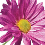 A pink flower