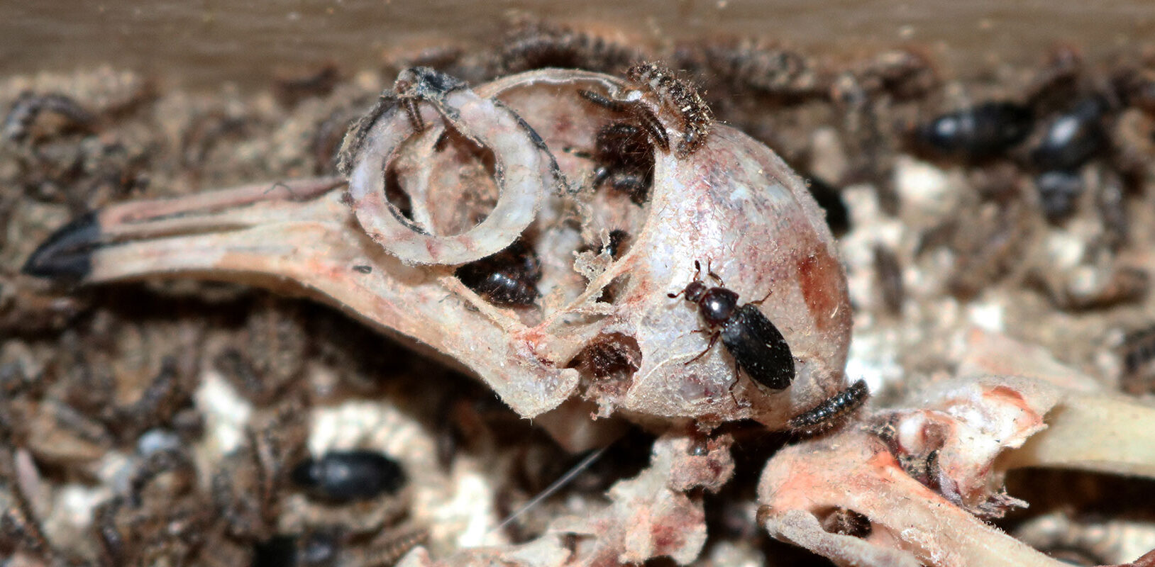 flesh-eating beetles crawling on the skeletal remains of a pidgeon.