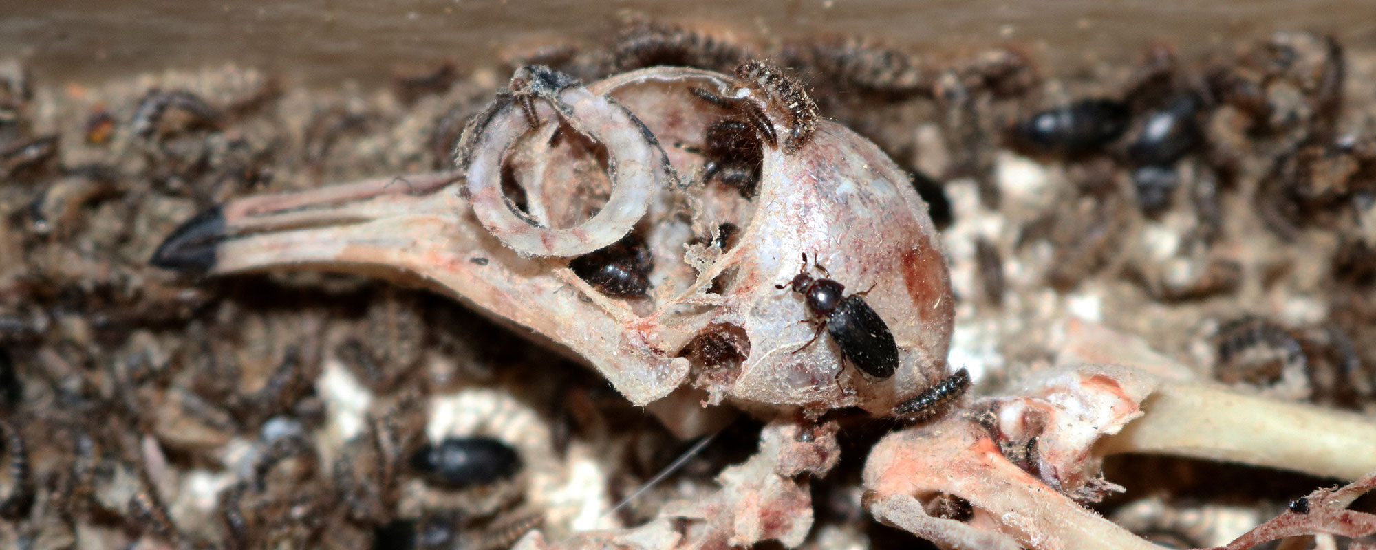flesh-eating beetles crawling on the skeletal remains of a pidgeon.