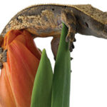 A gecko perched on a tulip.