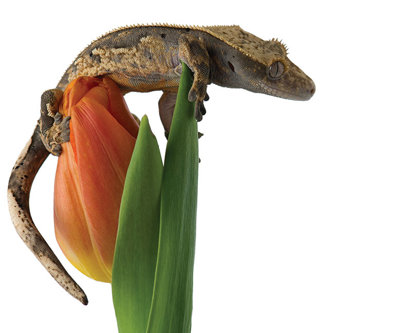 A gecko perched on a tulip.