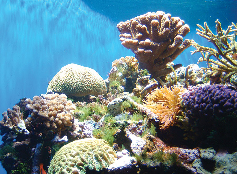 Colorful image of a coral reef