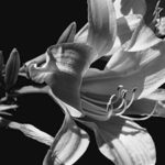 A black and white photo of a close-up view of a flower