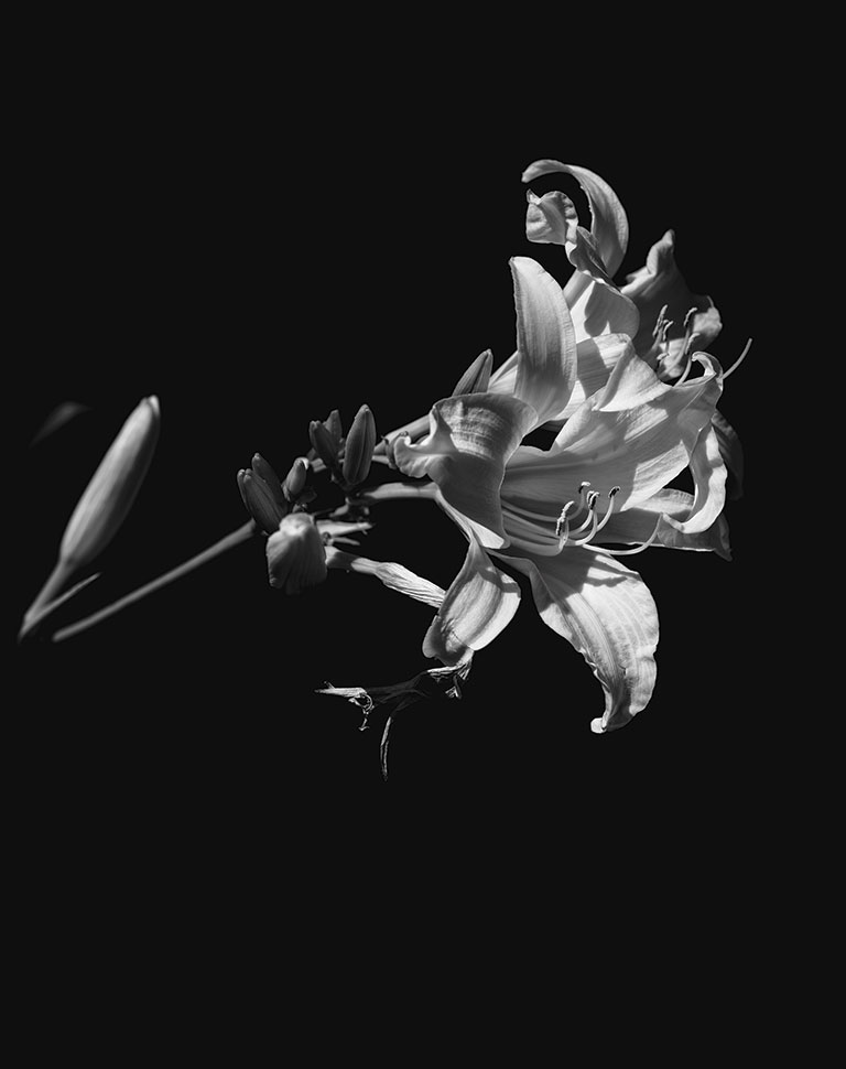 A black and white photo of a close-up view of a flower