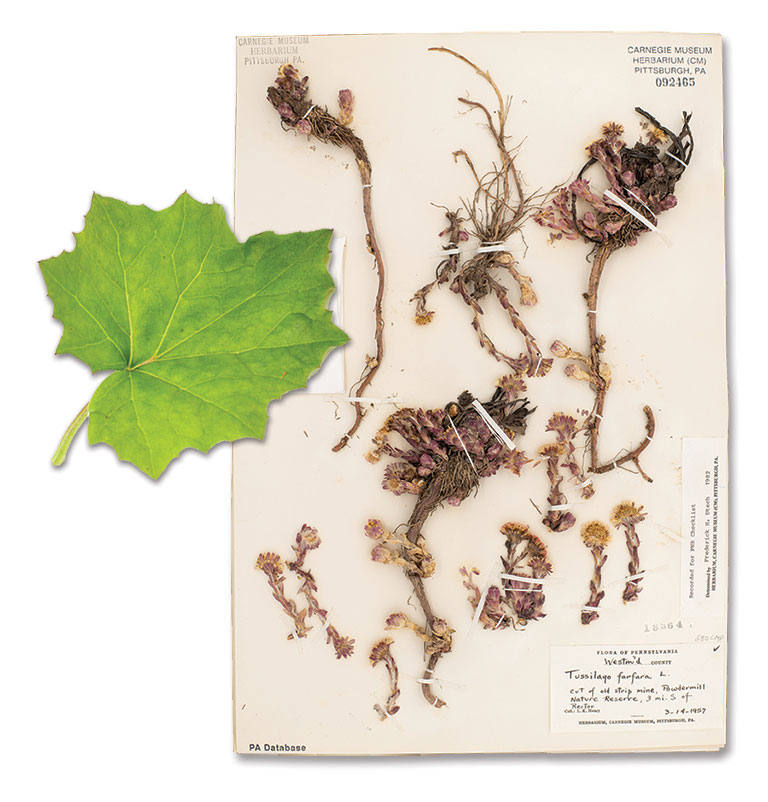 A mounted botany specimen with a leaf next to it.
