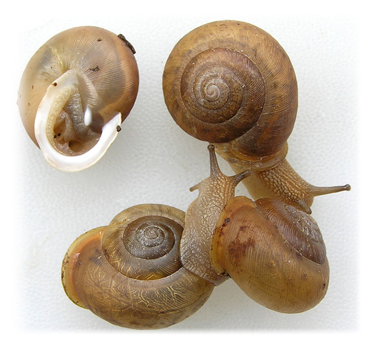 A grouping of four land snails