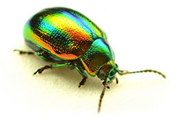 A colorful green beetle