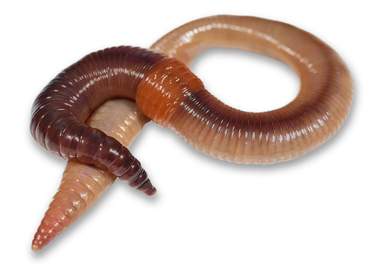 an curled up earthworm