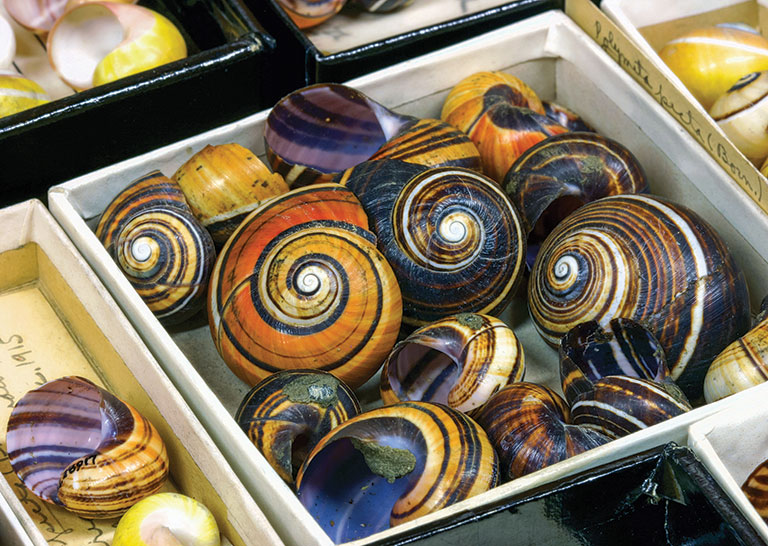 A box of colorful snail shells.