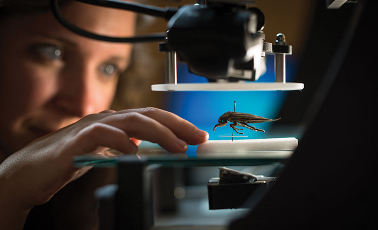 A young female scientist examining a bug under a microscope